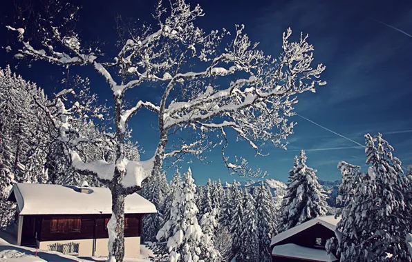 Зима, снег, деревья, природа, Швейцария, ели, домики, Switzerland