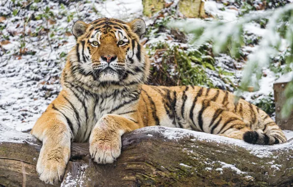 Картинка кошка, взгляд, снег, тигр, бревно, амурский, ©Tambako The Jaguar