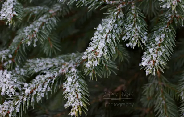White, christmas, forest, trees, winter, snow, macro, laneynest