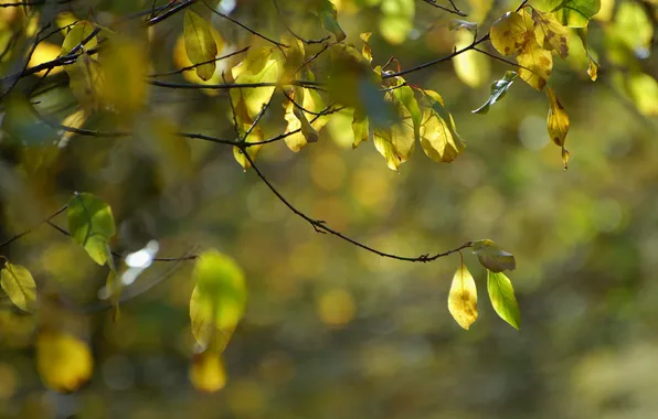 Картинка осень, ветки, природа, листва