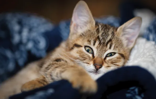 Картинка кошка, взгляд, морда, размытие, лежит, одеяло, котёнок, боке