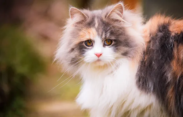 Кошка, кот, взгляд, природа, котенок, фон, портрет, мордочка