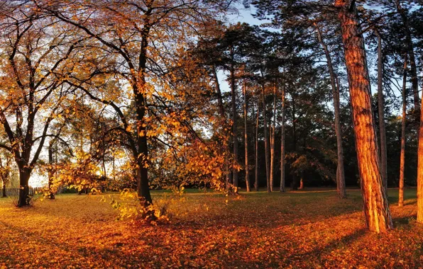 Картинка осень, солнце, деревья, парк, листва, желтая