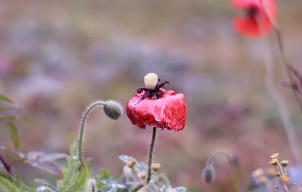 Red, field, poppy, blooming