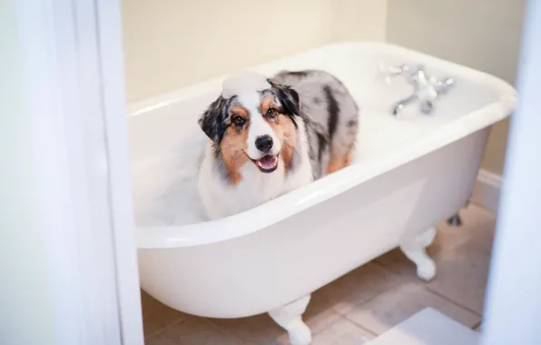 Друг, собака, ванна