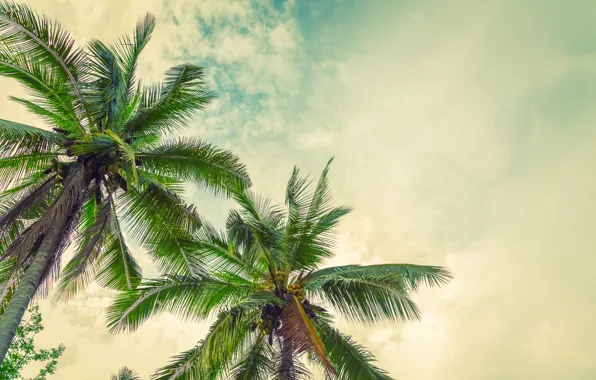 Картинка пляж, лето, солнце, пальмы, summer, beach, paradise, palms
