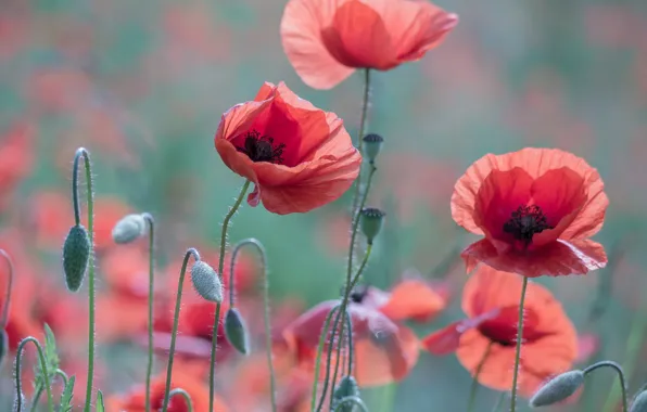 Картинка лето, свет, цветы, красный, маки, луг, бутоны