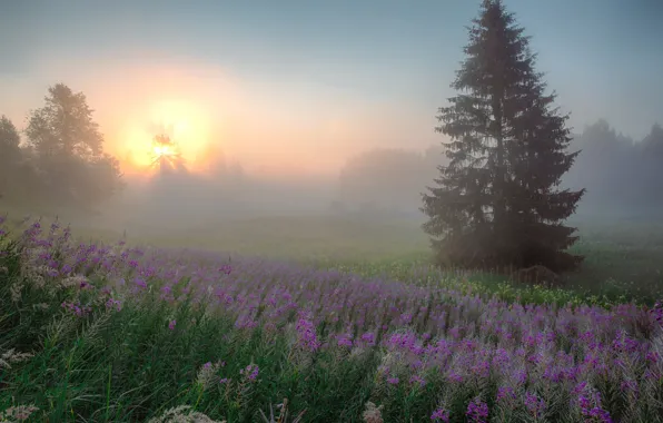 Картинка цветы, утро, ель, свет, природа, туман, рассвет, поляна