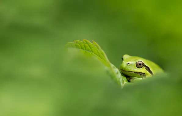 Картинка зелень, природа, лягушка