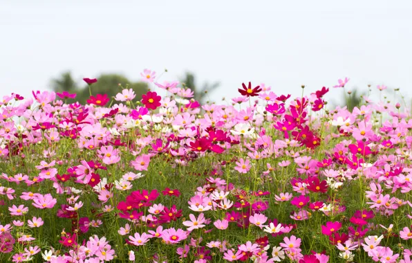 Поле, лето, небо, цветы, summer, розовые, field, pink