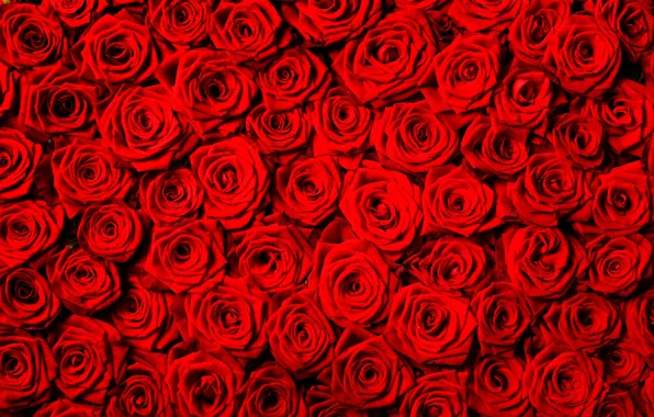 Картинка цветы, фон, розы, текстура, красные