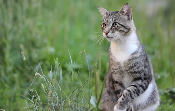 Кошка, взгляд, котейка