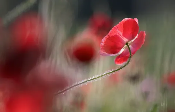 Картинка свет, цветы, красный, фон, мак, маки, размытие, лепестки