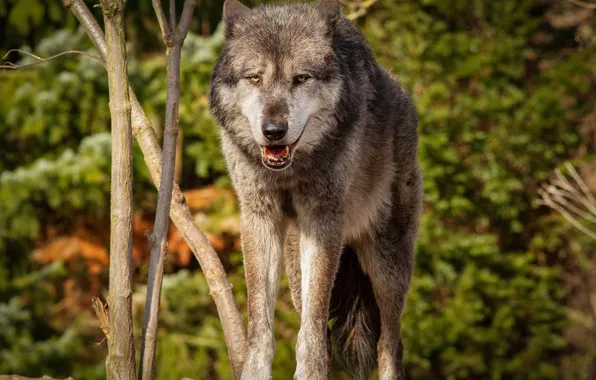 Картинка nature, predator, animal, wolf, wildlife, portrait, portrait., Canis lupus. face