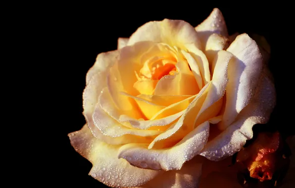 Dark, rose, flower, garden, blooming