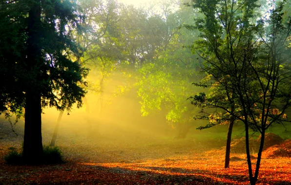 Картинка лес, солнце, лучи, деревья, природа, туман, рассвет, листва
