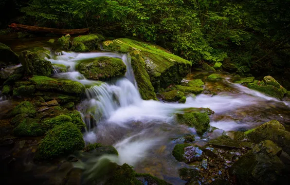 Зелень, лес, ветки, ручей, камни, листва, водопад, мох