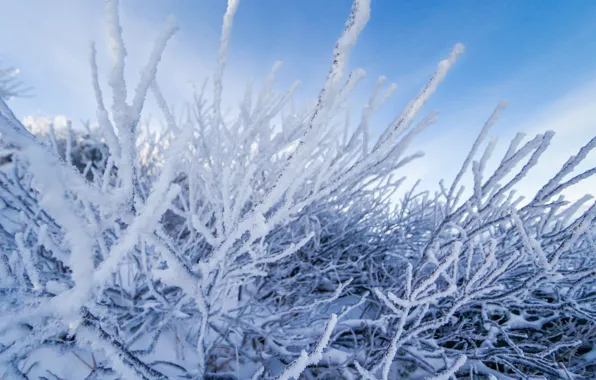 Картинка зима, снег, деревья, пейзаж, зимний, forest, landscape, nature