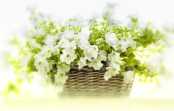 Картинка цветы, корзина, белые, петунья