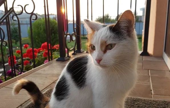Картинка кошка, белый, трава, кот, закат, природа