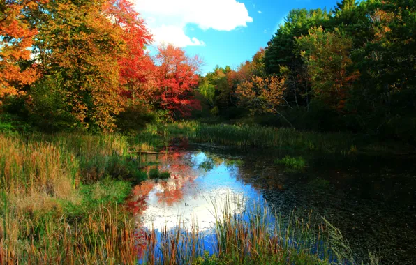 Картинка осень, лес, деревья, природа, пруд, forest, Nature, trees