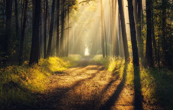 Дорога, лес, лучи, свет, тень, light, road, rays
