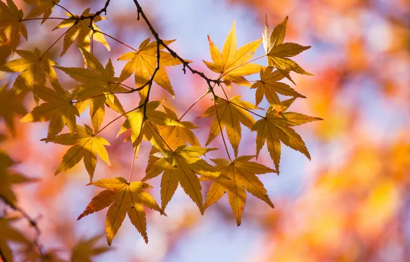 Картинка осень, небо, листья, ветка, клен