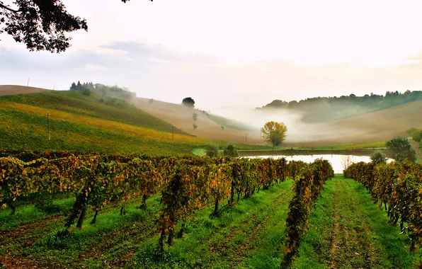 Картинка небо, туман, пруд, холмы, утро, Италия, виноградник