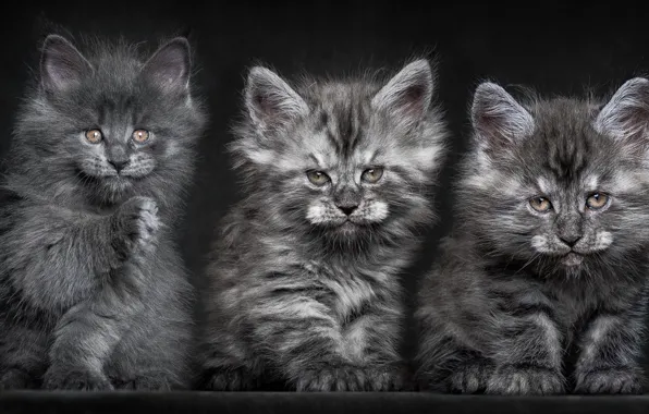 Кошки, Котята, пушистые, серые, троица, Мейн-куны