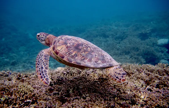 Картинка sea, water, turtle, snorkel, swim, scuba