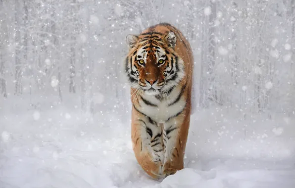 Зима, лес, взгляд, морда, снег, природа, тигр, поза