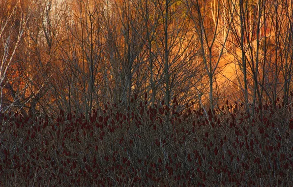 Картинка осень, свет, деревья, природа, камыш
