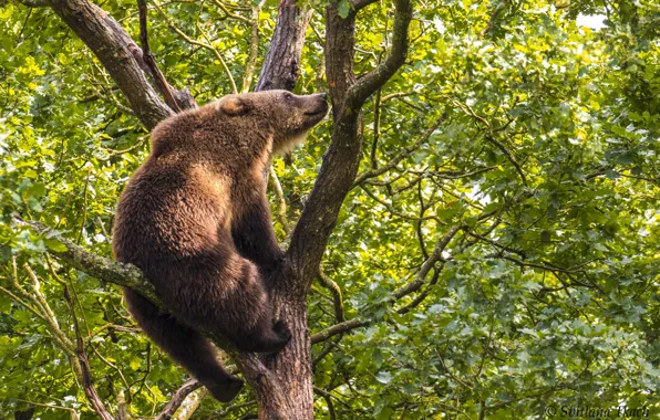 Картинка дерево, медведь, на дереве, Бурый медведь, Топтыгин, высоко сижу – далеко гляжу