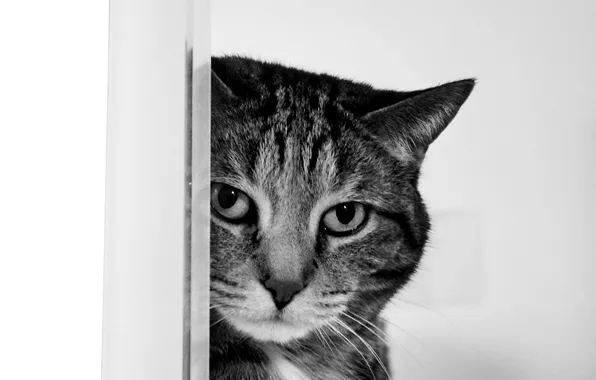 Картинка кот, взгляд, Черно-белый
