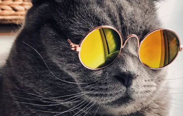 Кошка, кот, взгляд, поза, портрет, мордашка