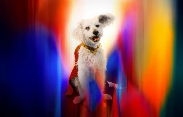 Картинка Супермен, Фильм, Superman, Films, 2025, Superdog, Krypto