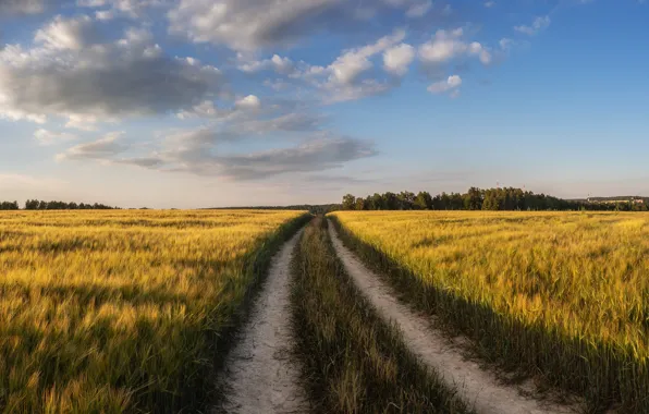 Картинка дорога, поле, рожь