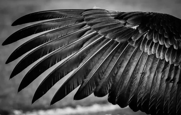 Картинка птица, перья, крыло, черно-белое