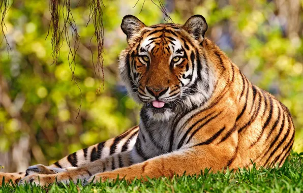 Картинка язык, трава, Тигр