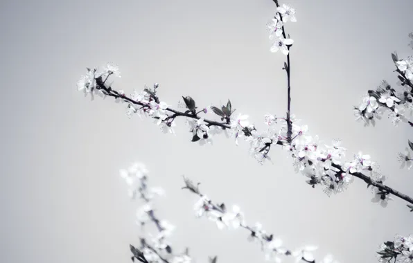 Природа, Весна, Ветка, Лепестки, Nature, Flora, Blooming, Флора