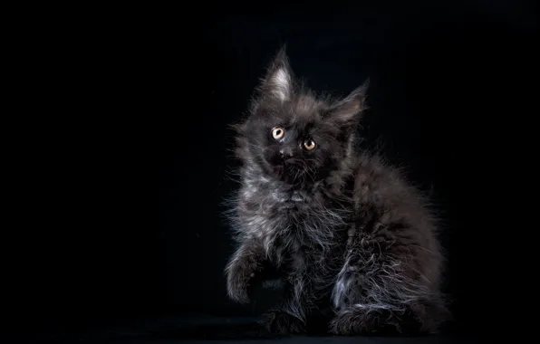 Котенок, Малыш, Киса, Мейн -кун