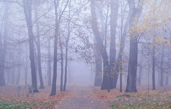 Осень, листья, деревья, туман, путь, кресты