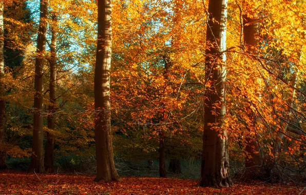 Картинка листья, лес, осень, деревья