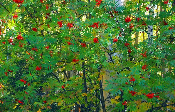 Картинка листья, деревья, ягоды, гроздь, береза, рябина