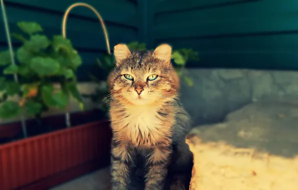 Лето, трава, кот, серый, настроение, радуга, хищник, двор