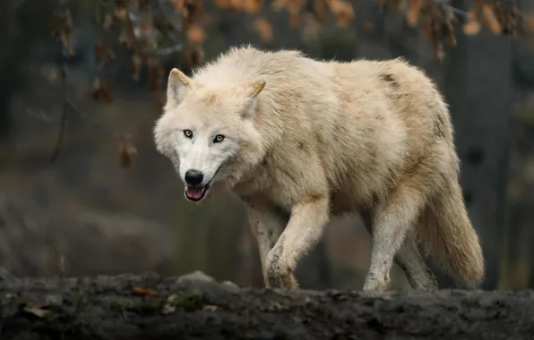 Картинка nature, face, animal, wolf, wildlife, head, fur, mammal