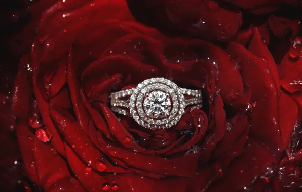 Картинка роза, лепестки, кольцо, бриллианты