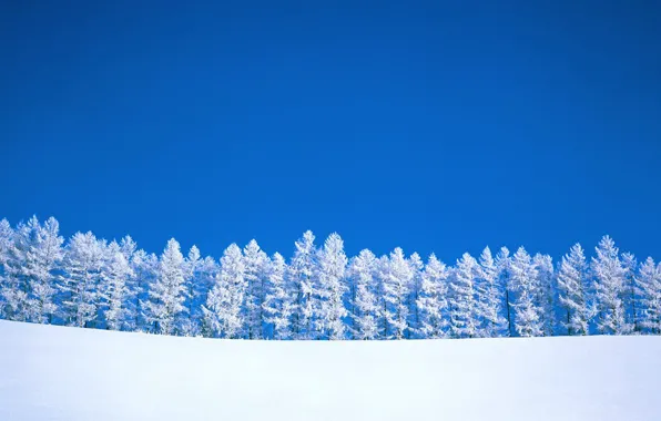 Картинка деревья, Зима, минимализм