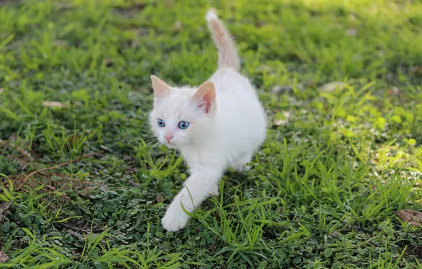 Картинка белый, трава, котенок, голубоглазый
