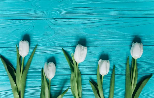 Картинка цветы, тюльпаны, white, белые, fresh, wood, blue, flowers